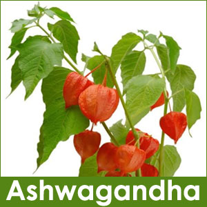 Indian ginseng Ashwagandha supplements